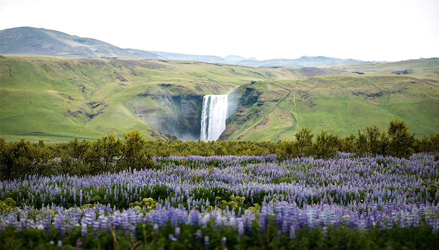 waterfall and purples flowers in Iceland